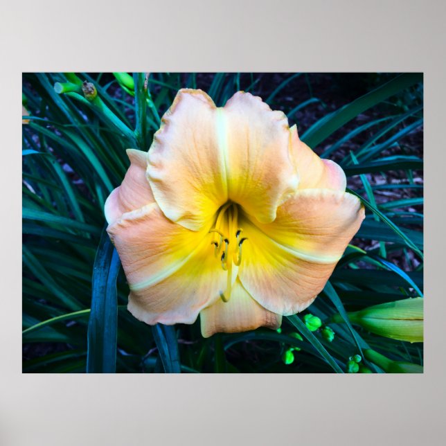 Lily, Poster (Front)