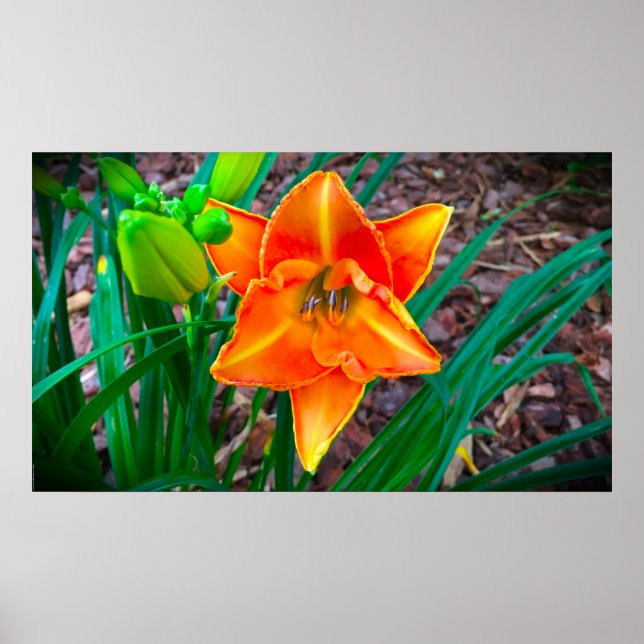 Lily,  poster (Front)