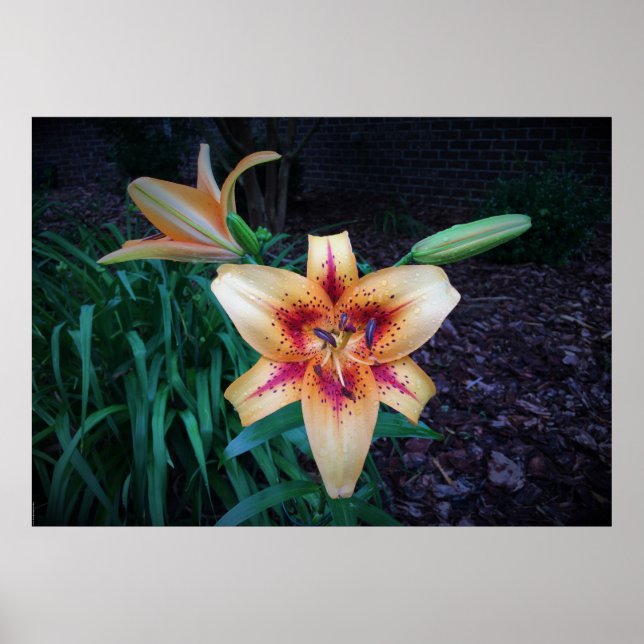 Lily,  poster (Front)