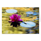 Lily Ripples - Water Lily (Front Horizontal)