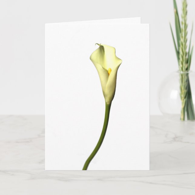 Lily  Single Calla Lily flower on white background Card (Front)