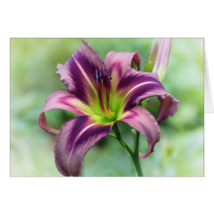 Lily Star - Daylily Cards