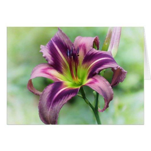 Lily Star - Daylily Cards (Front Horizontal)