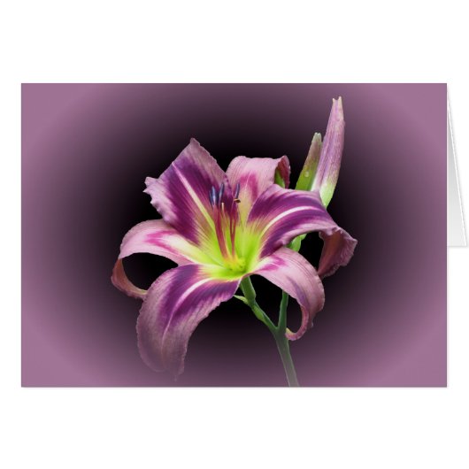 Lily Star with Purple - Daylily Cards (Front Horizontal)