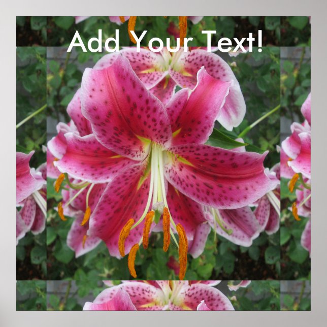 Lily Stargazer Purple Flower Poster (Front)