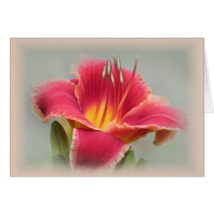 Lily State of Mind - Daylily Cards