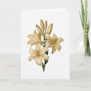 Lily Sympathy Greeting Card