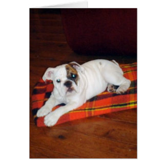 Lily the English Bulldog Puppy Cards