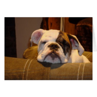 Lily the English Bulldog Puppy Cards