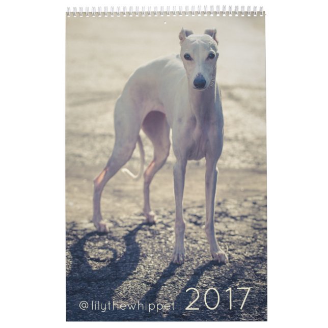 Lily the Whippet 2017 Calendar (Cover)