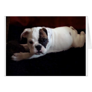 Lily with toy cards