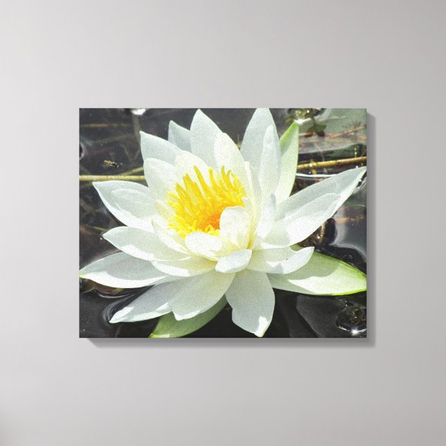 Lilypad Canvas Print (Front)