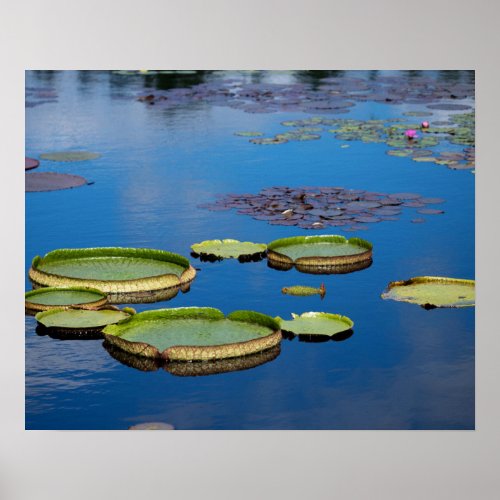 Lilypad Poster