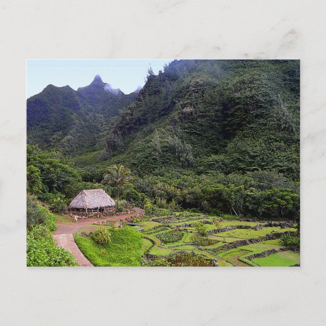 Limahuli Garden Taro Fields, Kauai Postcard (Front)