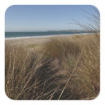 Limantour Beach at Point Reyes National Seashore I Square Sticker