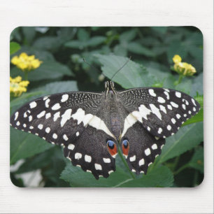 Lime Butterfly and flowers Mousepad