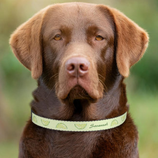 Lime Citrus Fruit Slices With Custom Pet Name Collar