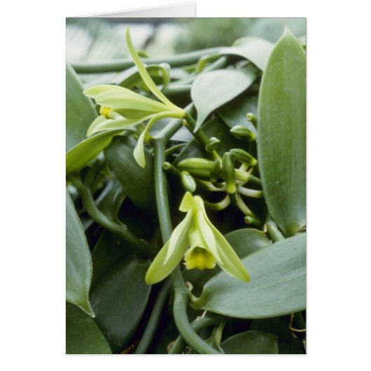 Lime Spectabilis (Vanilla) flowers Cards (Front)