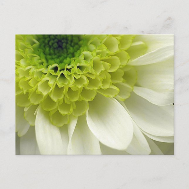 Lime Treat Postcard (Front)