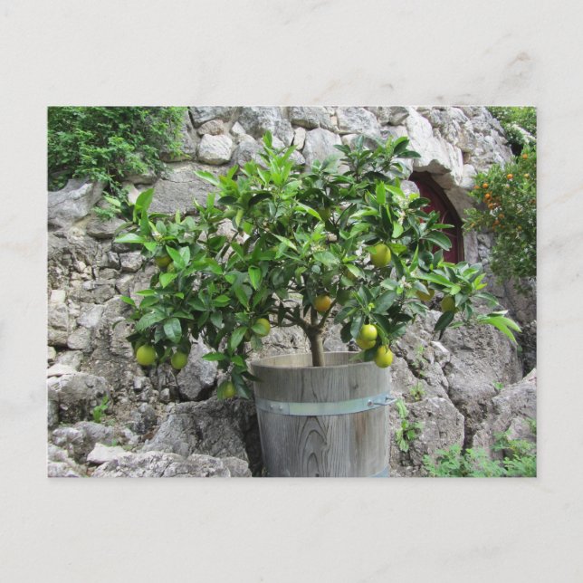 Lime Tree Postcard (Front)