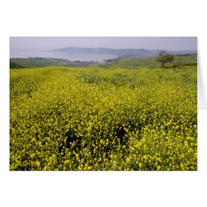 Lime Wildflowers Above Sea Of Galilee, Northern Is Cards