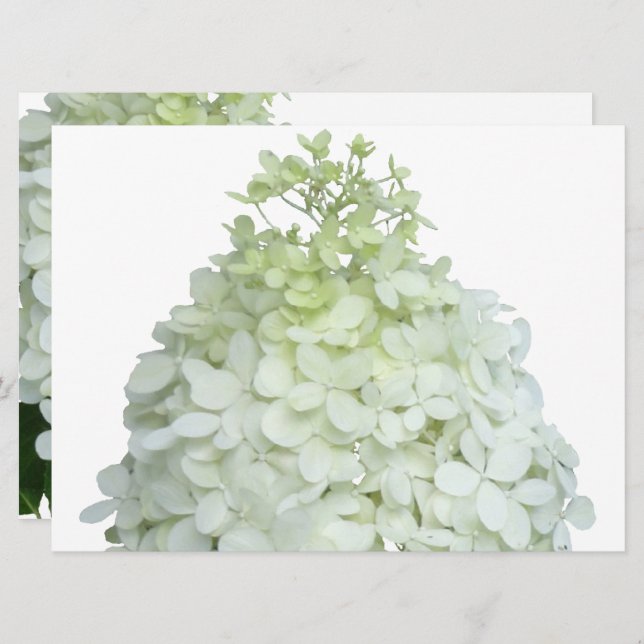 Limelight Hydrangea Bridal / Wedding Shower Invitation (Front/Back)
