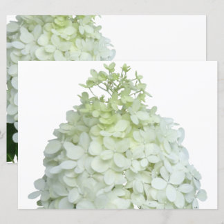 Limelight Hydrangea Bridal / Wedding Shower Invitation
