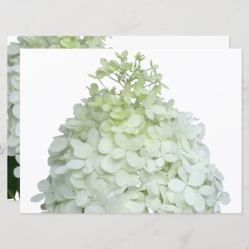 Limelight Hydrangea Bridal  Wedding Shower Invitation