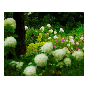 Limelight Hydrangeas in My Rubio Garden Poster