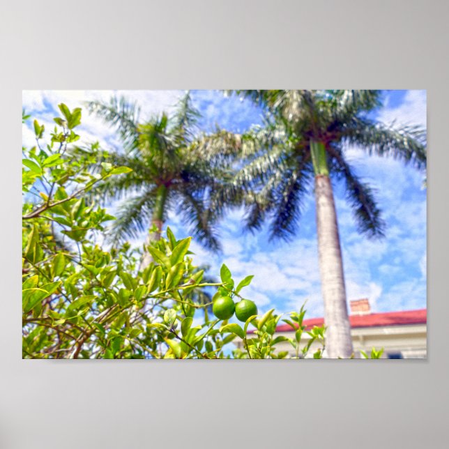 Limequats in Florida Poster (Front)