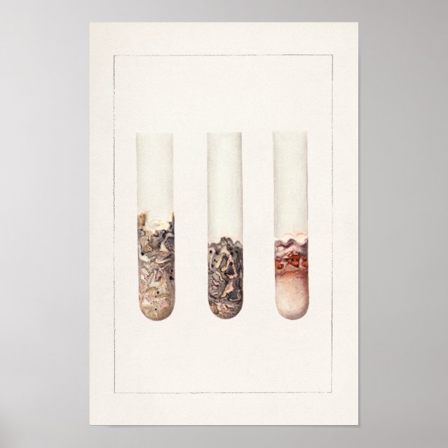 Limes (Citrus Aurantiifolia) Watercolor Painting Poster (Front)