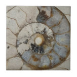 Limestone ammonite ceramic tile