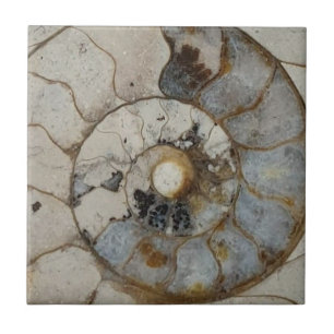 Limestone ammonite ceramic tile