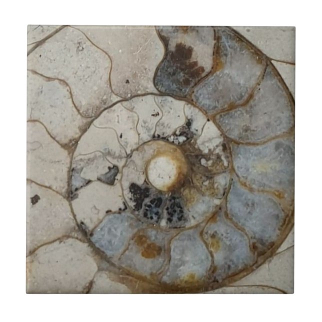 Limestone ammonite ceramic tile (Front)
