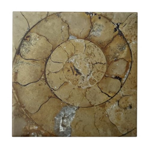 Limestone ammonite fossil ceramic tile