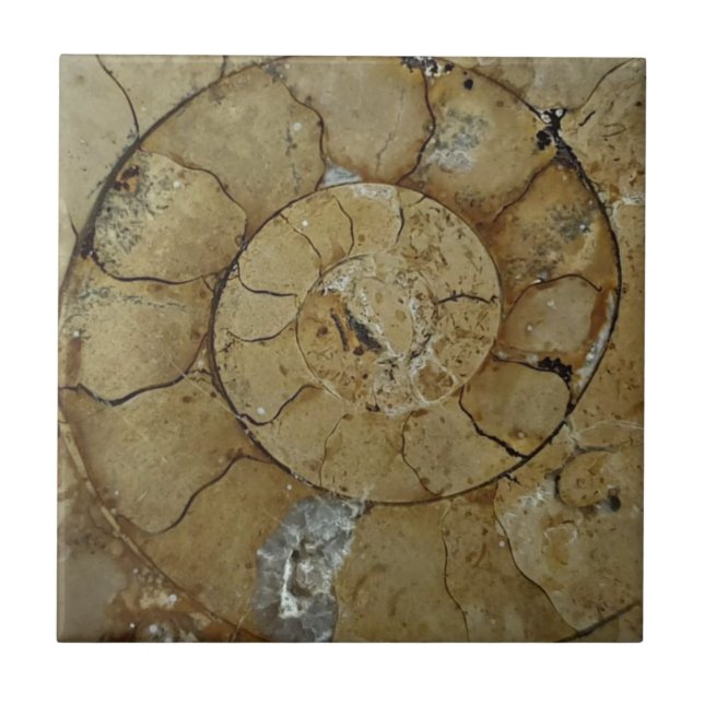 Limestone ammonite fossil ceramic tile (Front)