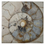 Limestone ammonite large ceramic tile