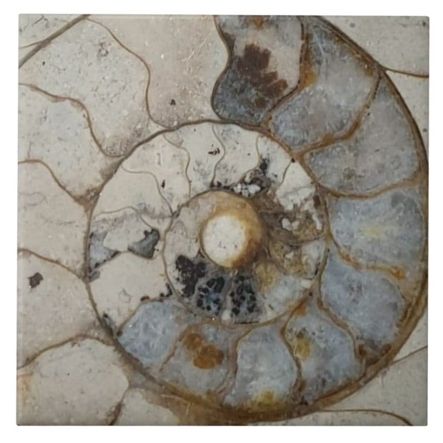 Limestone ammonite large ceramic tile (Front)