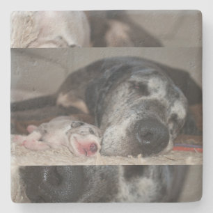 Limestone Coasters Great Dane Photography 