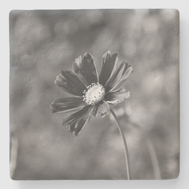 Limestone Coasters square Photography  (Front)