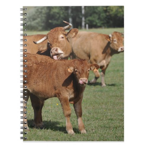 Limousin calf and cows notebook