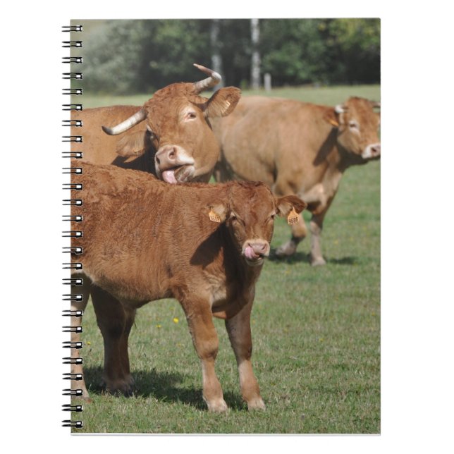 Limousin calf and cows notebook (Front)