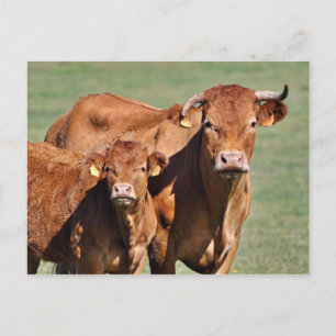 Limousin cow and calf postcard