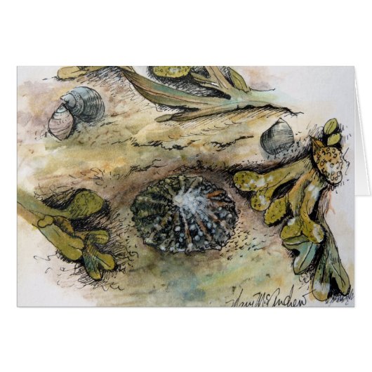 "Limpets, Periwinkle and Bladder Wrack" Cards (Front Horizontal)