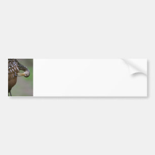 Limpkin Bumper Sticker