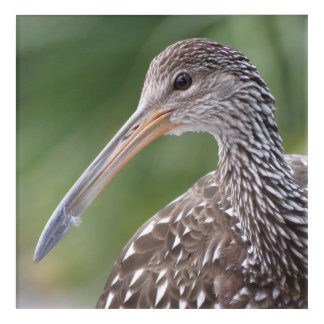 Limpkin Close-Up Florida Bird Portrait Acrylic Print