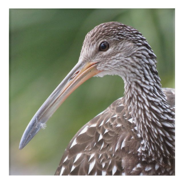 Limpkin Close-Up Florida Bird Portrait Acrylic Print (Front)