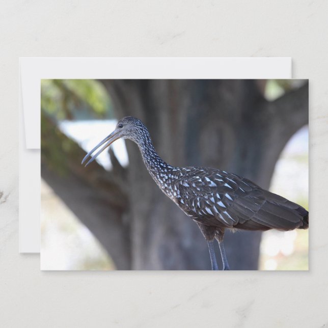 Limpkin Note Card (Front)