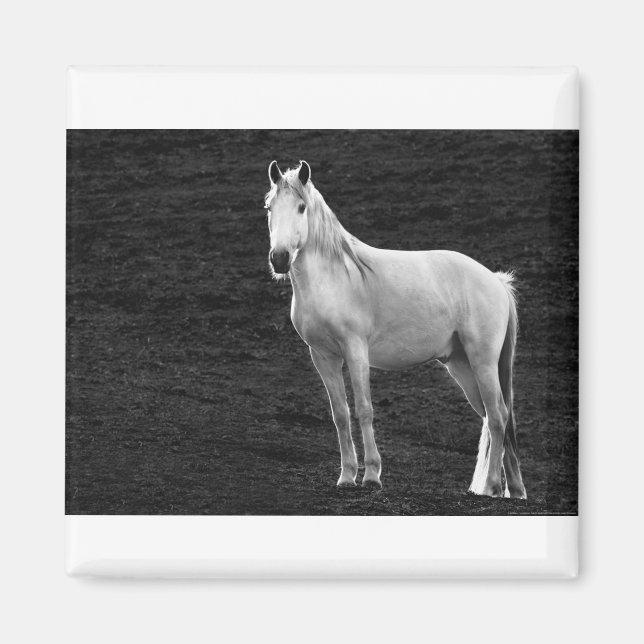 LIN10BW The Stance.tif Magnet (Front)