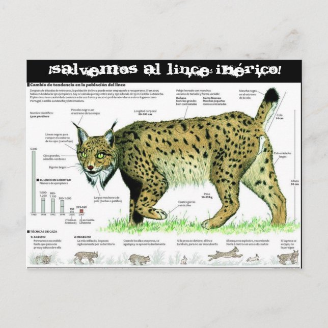 lince-iberico, ¡Salvemos al lince ibérico! Postcard (Front)